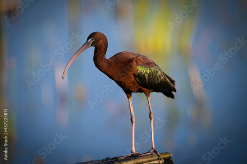 Glossy Ibis perched on wood photo