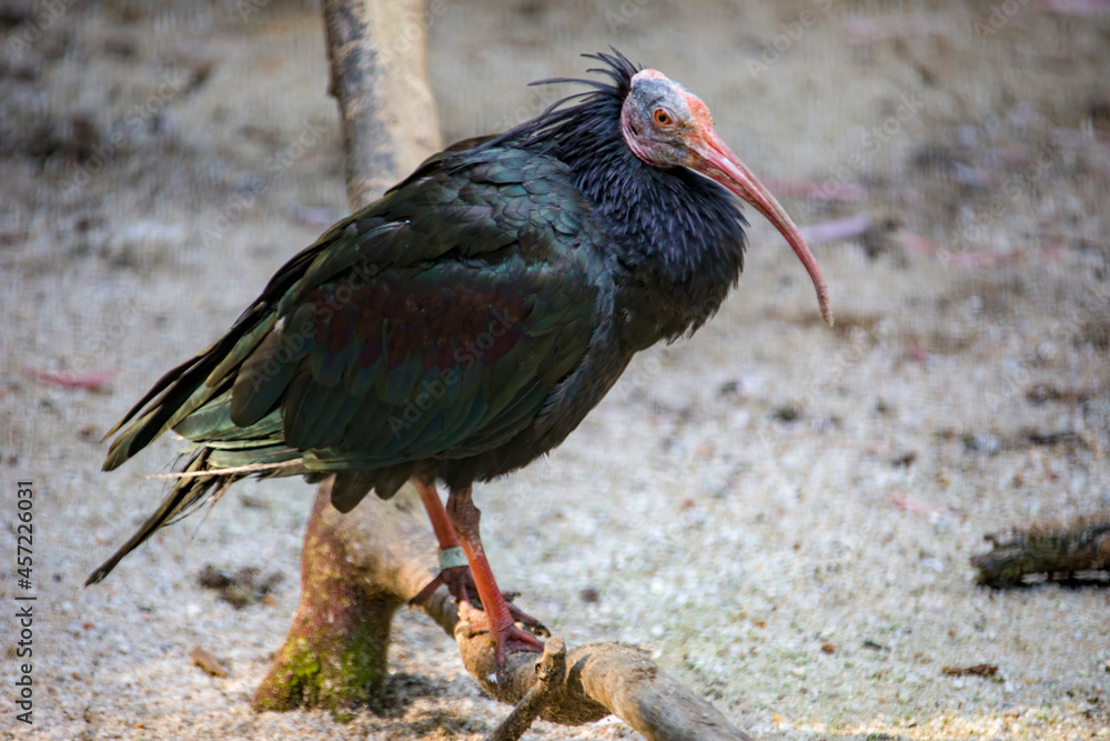 Naklejka premium Straw-necked ibis is a bird of the ibis and spoonbill family. It can be found throughout Australia, New Guinea, and parts of Indonesia. Adults have distinctive straw-like feathers on their neck