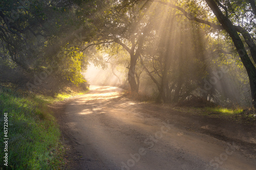 Fog lifts along a dirt road in the hills of Silicon Valley, California photo