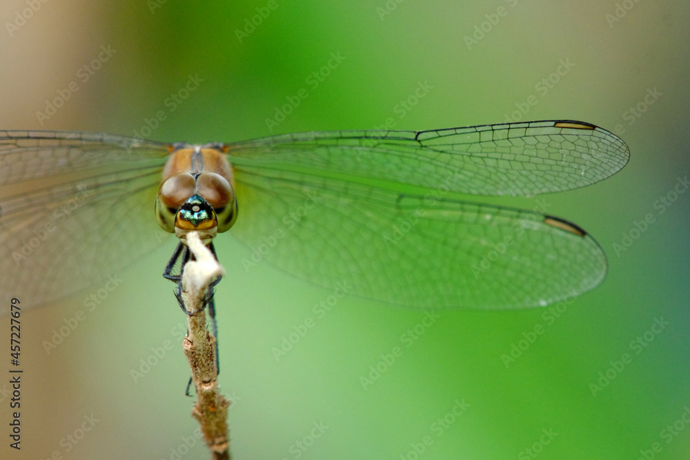 close up of a dragonfly on a branch
brachydiplax calybea close up of a dragonfly on a branch
brachydiplax calybea