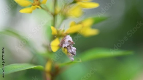 This very tiny Mantis was seen under some petals of a yellow flower, suddenly looks into the camera while vibrating its antennae; , Ceratomantis saussurii, Thailand. photo