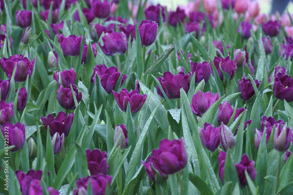 Obraz premium multicolored tulips with dew drops on the surface of flowers and leaves.