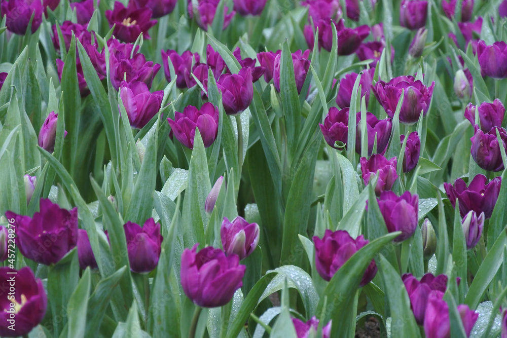 multicolored tulips with dew drops on the surface of flowers and leaves. multicolored tulips with dew drops on the surface of flowers and leaves.