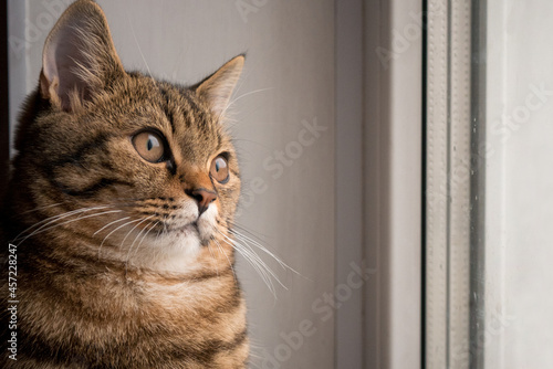 Portrait of a cat near the window. Cute cat looks out the window. A cute, fluffy cat looks out the window.