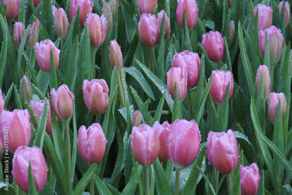 multicolored tulips with dew drops on the surface of flowers and leaves.