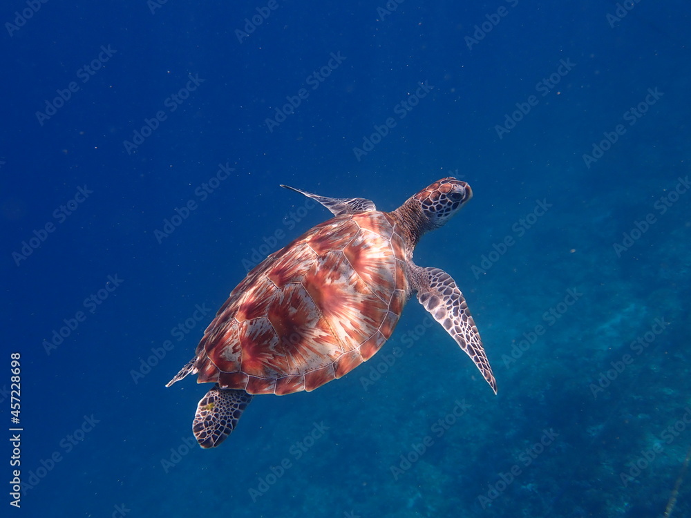 Obraz premium インドネシア ギリ・トラワンガンの亀