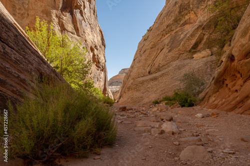 Trail through Cohab Canyon