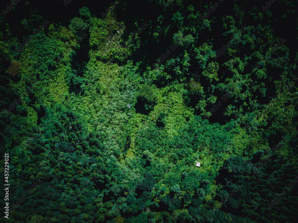 Damar Forest Aerial view