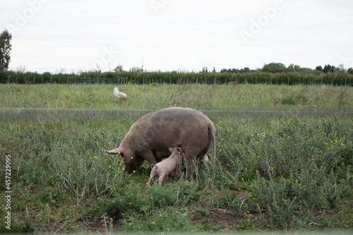 Pig feeding her baby pig