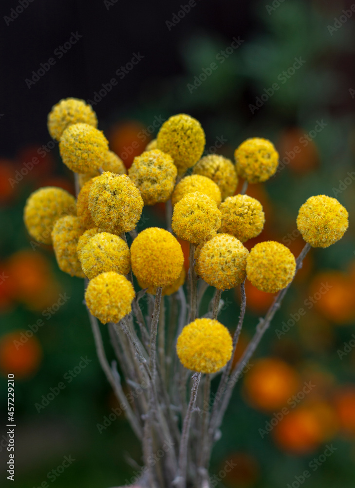 Dried Craspedia globosa (Pycnosorus globosa) yellow flowers, also known as Billy buttons or Woollyheads. Close up. Detail. Dried Craspedia globosa (Pycnosorus globosa) yellow flowers, also known as Billy buttons or Woollyheads. Close up. Detail.