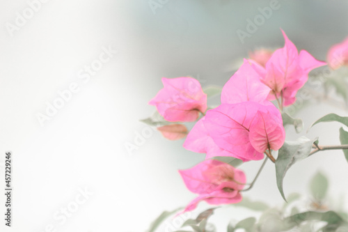 pink flowers