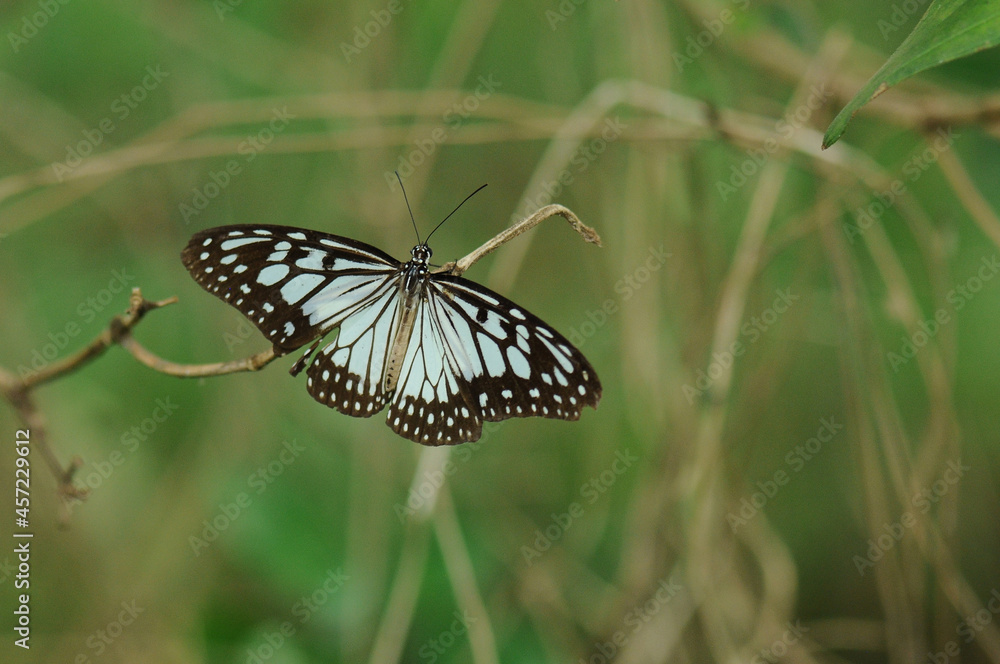 Butterfly rest
Ideopsis juventa