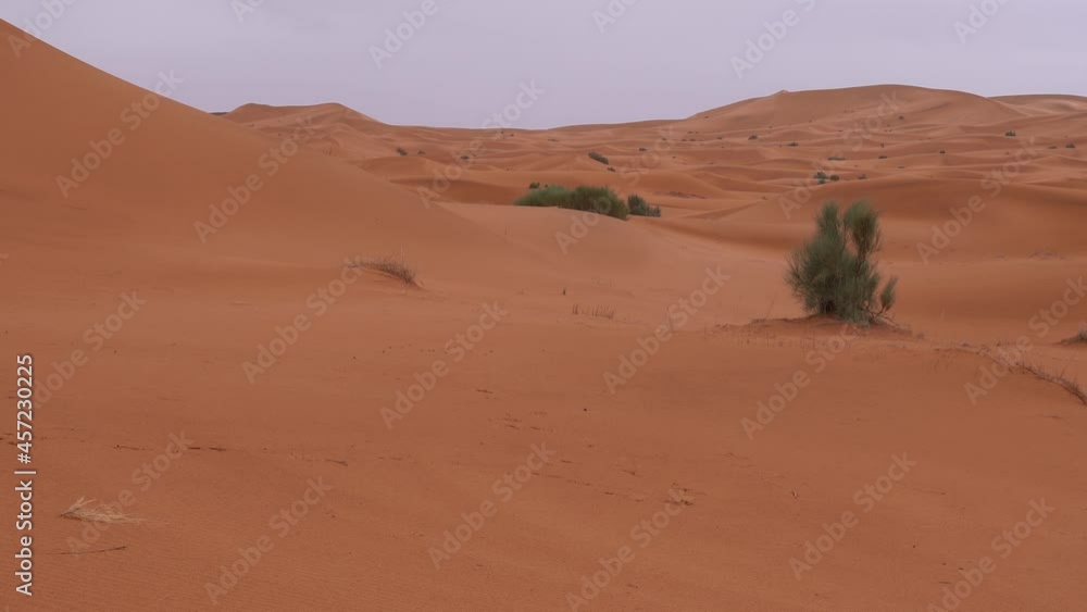 Bush On Sand Dunes Of Sahara Desert In Morocco. - wide shot Bush On Sand Dunes Of Sahara Desert In Morocco. - wide shot