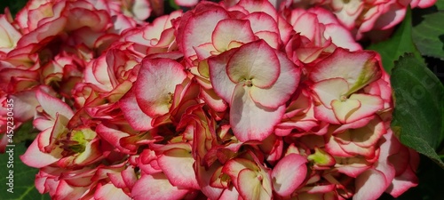 pink and white flowers