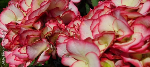 pink and white flowers
