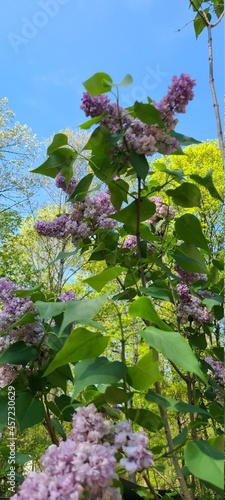 purple and white flower on sunny day