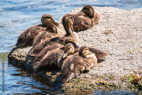 Cute little ducklings sits on a lake coast