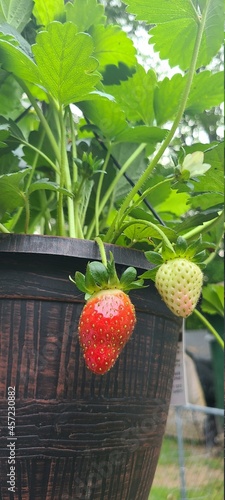 strawberries