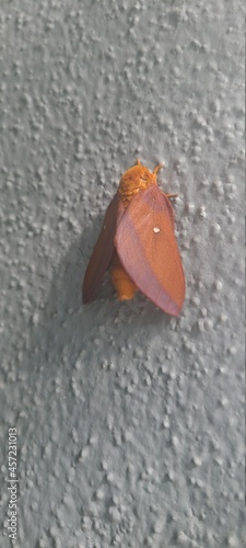 orange moth with white dot
