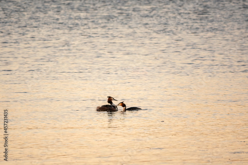 A pair of water birds, Great Crested Grebe, feeding chick on its back