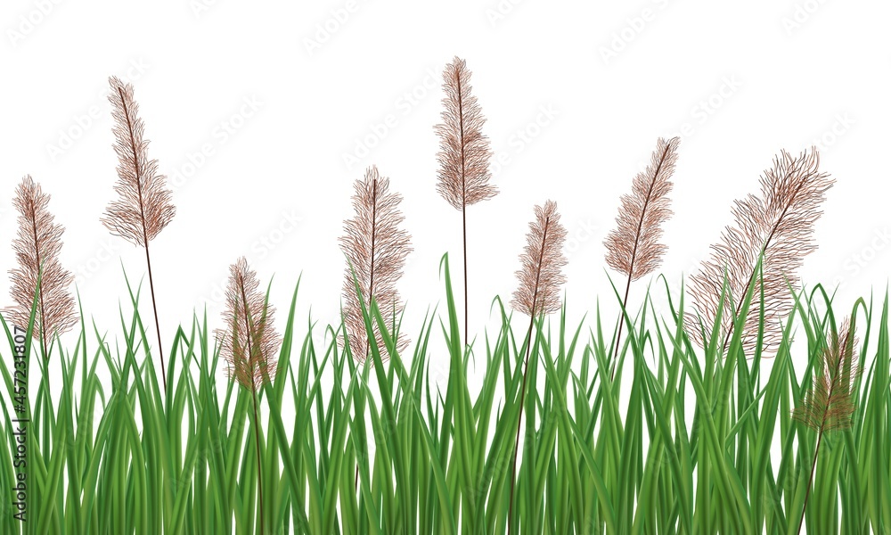 Fototapeta premium Realistic reeds isolated on white background. Marsh grass elements for your illustration.