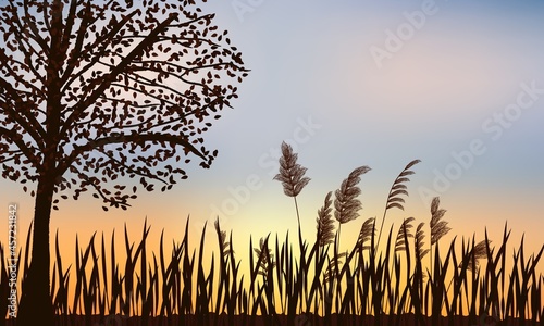 Silhouette of autumn tree, reeds and grass on a background of beautiful sunset.
