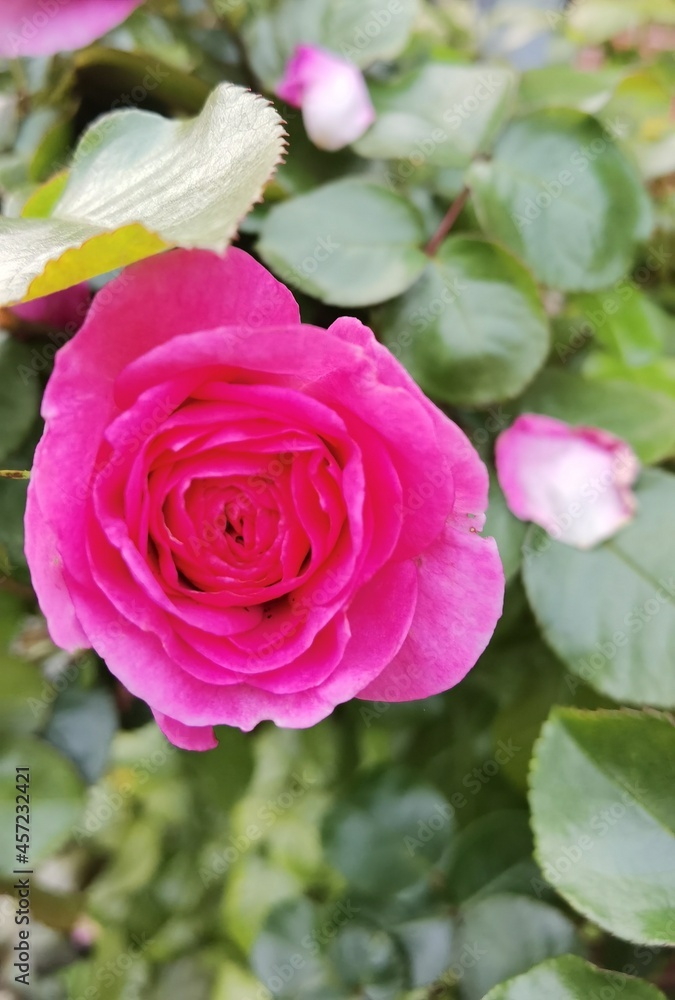 roses roses
