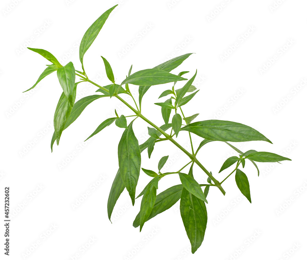 Obraz premium Andrographis paniculata (Green chiretta) isolated on a white background