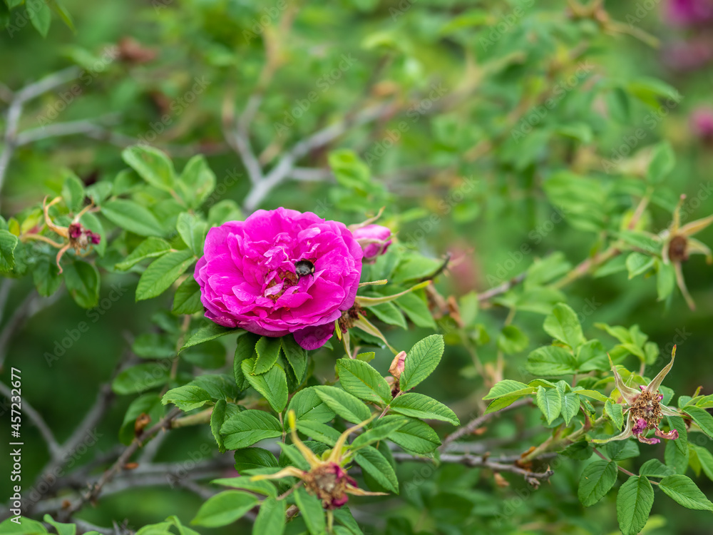 Blooming rosehip flower, beautiful pink flower on a bush branch. Beautiful natural background of blooming greenery. Blooming rosehip flower, beautiful pink flower on a bush branch. Beautiful natural background of blooming greenery.