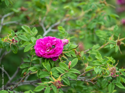 Wallpaper Mural Blooming rosehip flower, beautiful pink flower on a bush branch. Beautiful natural background of blooming greenery. Torontodigital.ca