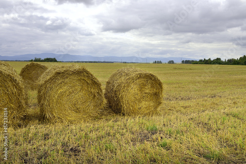 Hay rolls on an autumn field in the foothills of the Altai