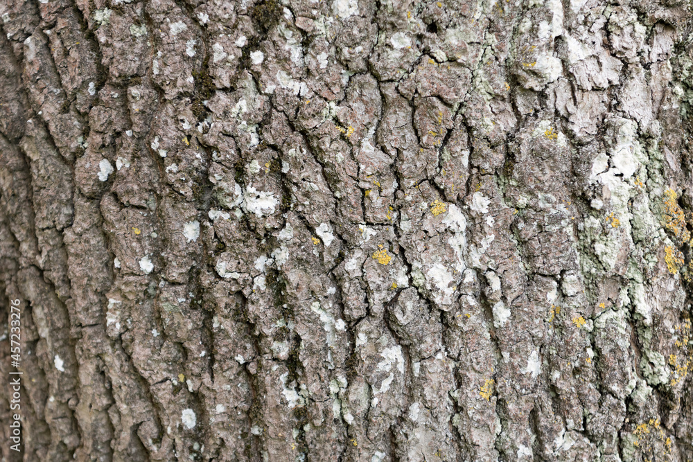 Bark on ash wood. Structure in nature. Texture Bark on ash wood. Structure in nature. Texture