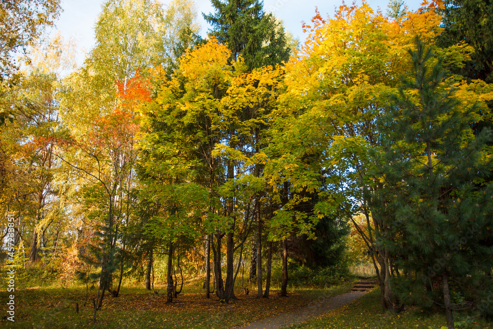 Obraz premium Golden autumn in city park, seasonal landscape, beautiful nature, Time for romantic walking. Tree alley in fall background