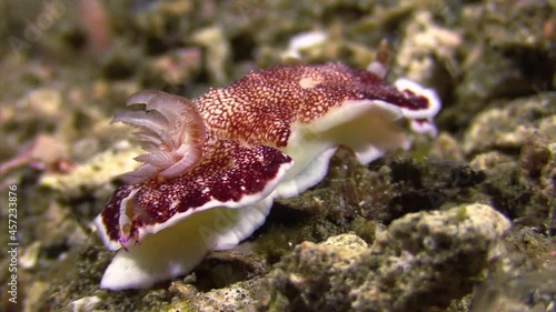 nudibranch chromodoris reticulata crawling left to right over coral reef, closeup shot photo