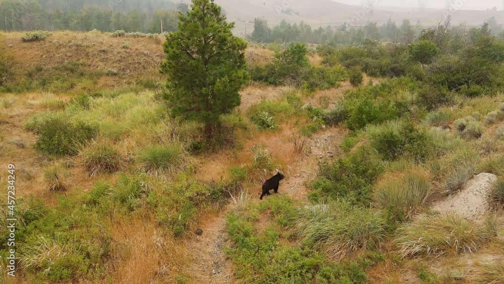Aerial view of a lonely black bear walking in the forest Aerial view of a lonely black bear walking in the forest