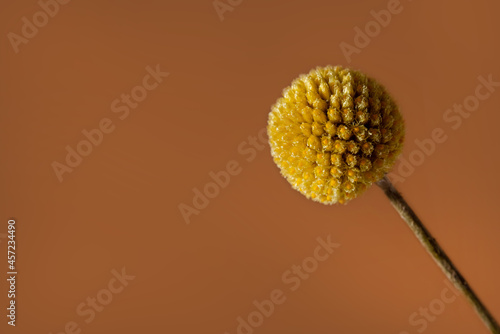 A single yellow craspedia flower on brown background with copy space . The craspedia is in the daisy family commonly known as billy buttons, woollyheads, and also sunny balls. photo