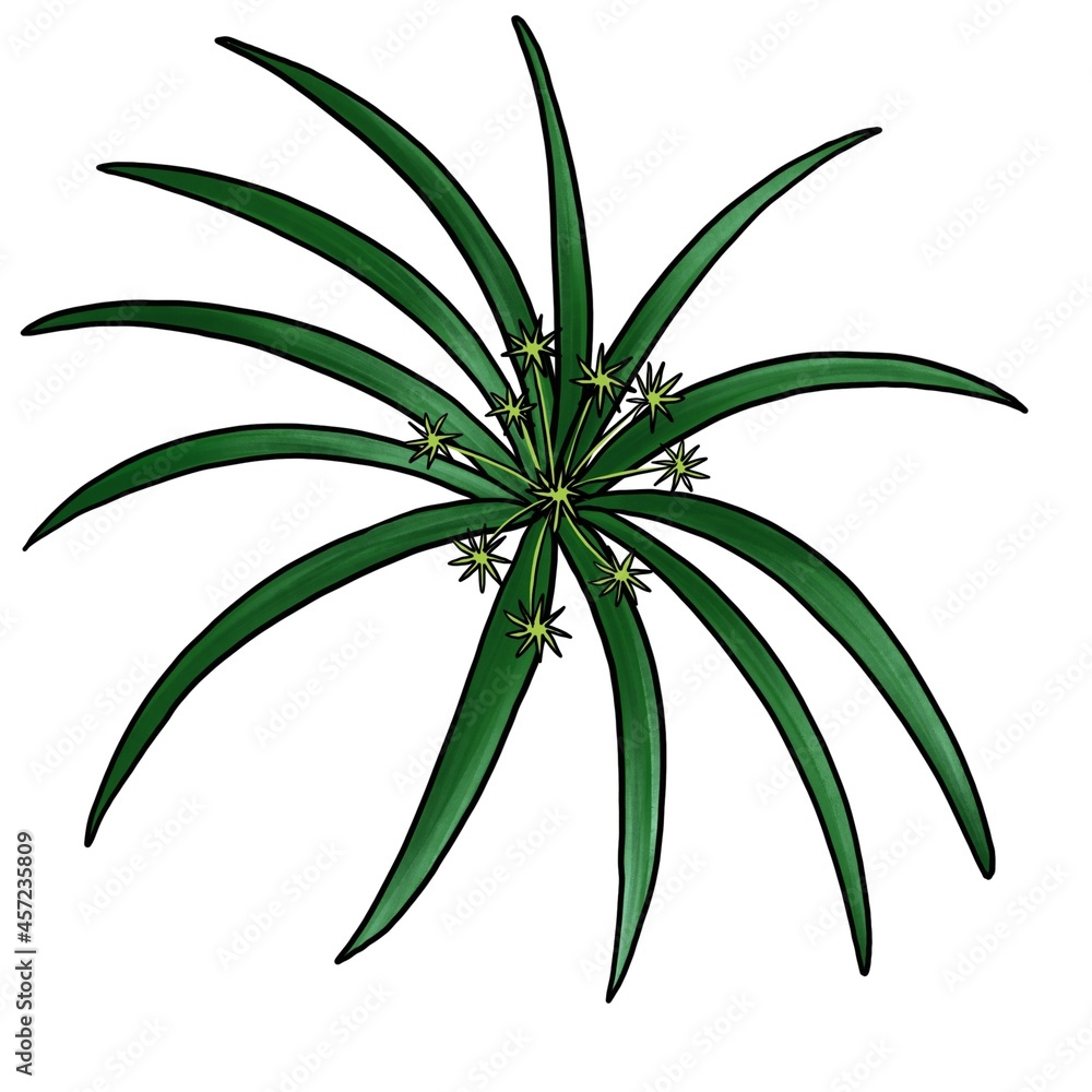 drawing plant of cypriol, nutgrass, Cyperus scariosus, isolated at