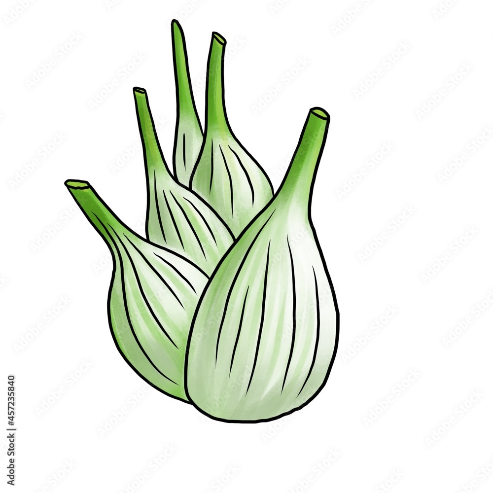 drawing bulb of fennel, Foeniculum vulgare, isolated at white background, hand drawn illustration