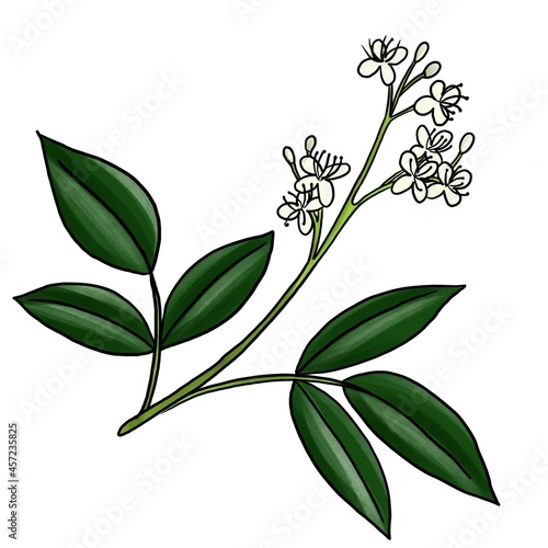 drawing branch of amyris isolated at white background, hand drawn illustration photo