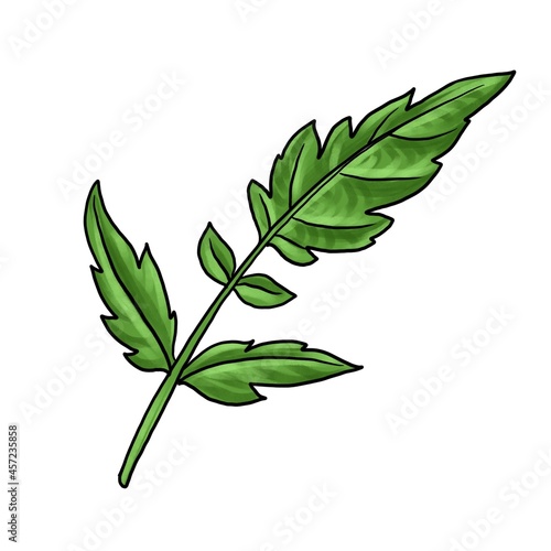 drawing tomato leaf isolated at white background, hand drawn illustration