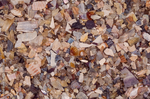 close up of small color seashells at seaside