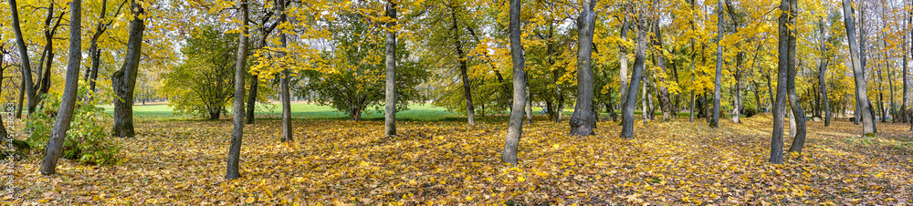wide panoramic view of autumnal park in sunlight. vibrant warm colors.