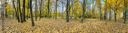 colorful autumn park scenery during fall season. wide panoramic view..