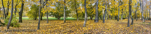 wide panoramic view of autumnal park in sunlight. vibrant warm colors.