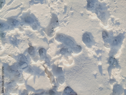 Deep animal and people footprints on white winter snow