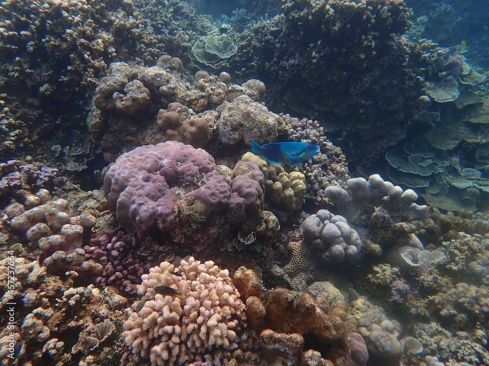 Fototapeta premium インドネシア バリ島 アメッドの珊瑚と魚