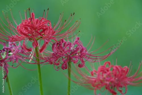 red spider lily in the field