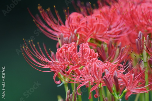 red spider lily in the field © Matthewadobe