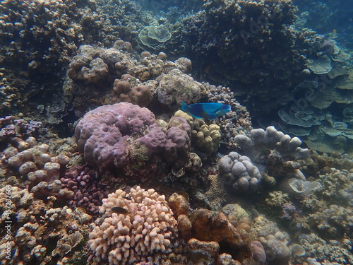 インドネシア バリ島 アメッドの珊瑚と魚