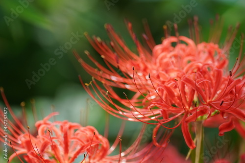 red spider lily in the field